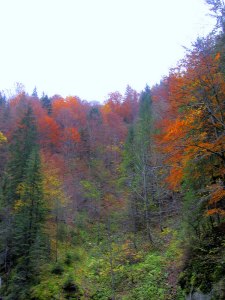Fall foliage in the Bicaz Gorge