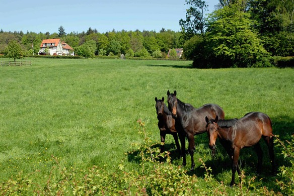 The horse farm once owned by MJ Oppenheimer as it looks today