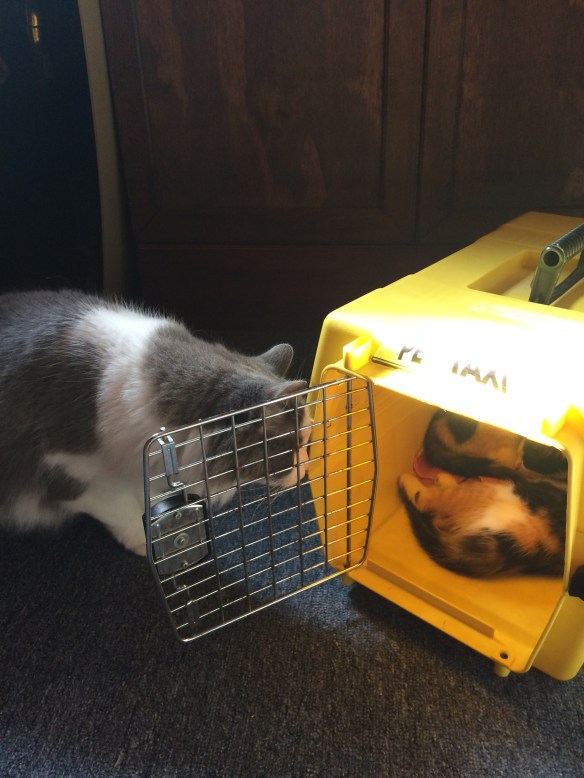 smokey checking them out